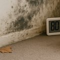 Prevent Mold with the Right Dehumidifier
