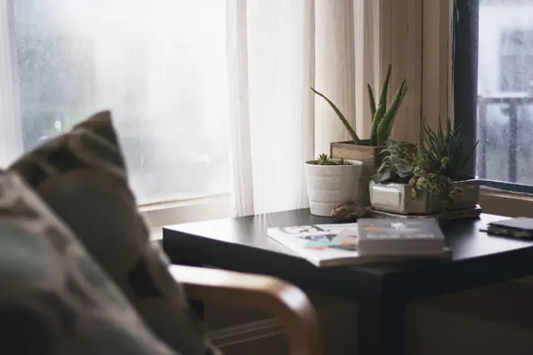Houseplants can help regulate humidity. Cacti can ...